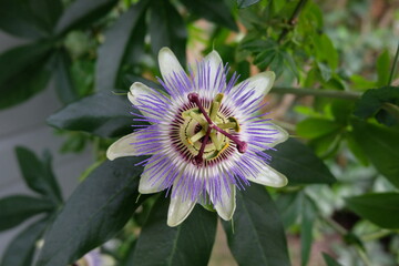 Passionflower