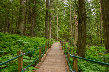 Old growth forest of hemlock and cedar trees on the Hemlock Grove Boardwalk in Glacier National Park, British Columbia, Canada