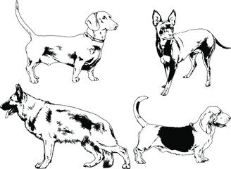 vector drawings sketches pedigree dogs and cats  drawn in ink by hand , objects with no background