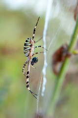 Beautiful spider feasting grasshopper on a spider web . Beautiful spider on a spider web 