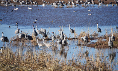 Sandhill cranes in their winter quarter in Southern Arizona
