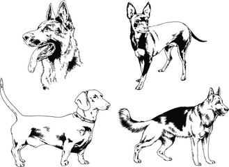 vector drawings sketches pedigree dogs and cats  drawn in ink by hand , objects with no background