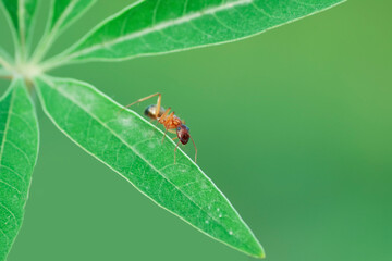 Beautiful Strong jaws of red ant close-up