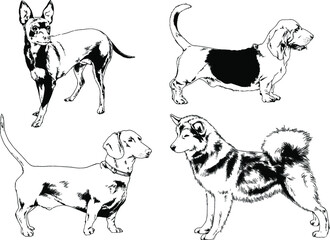 vector drawings sketches pedigree dogs and cats  drawn in ink by hand , objects with no background