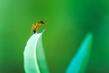 Beautiful Strong jaws of red ant close-up