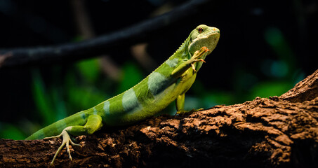 Green Lizard