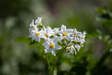 white flowers of potatoes