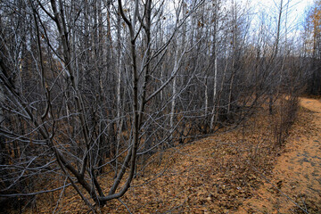 Autumn forest.