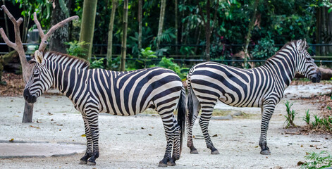 Fototapeta na wymiar Two Zebra 