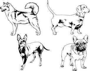 vector drawings sketches pedigree dogs and cats  drawn in ink by hand , objects with no background