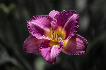 Fototapeta premium pink and purple flower