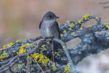 Willow Flycatcher (Empidonax traillii), Turnbull, WA