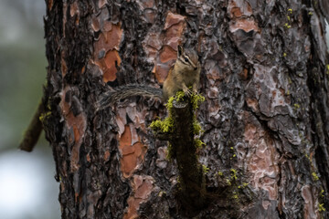 Yellow-pine Chipmunk (Tamias amoenus), Turnbull Wildlife Refuge, WA