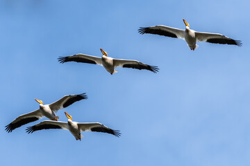 American White Pelicans (Pelecanus erythrorhynchos)