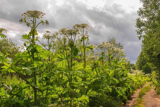 Dangerous plant weed cow parsnip Sosnowski