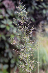 close up of a plant