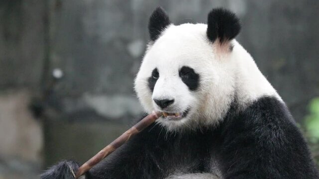 Beautiful Panda Eating Bamboo Shoot, Chengdu, China
