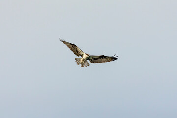 Western osprey on the hunt