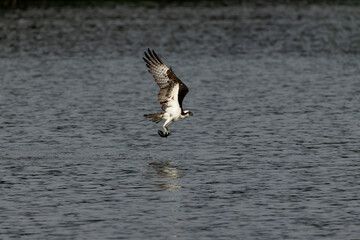 Western osprey on the hunt