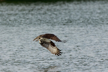 Western osprey on the hunt