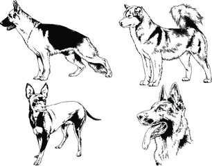 vector drawings sketches pedigree dogs in the racks drawn in ink by hand , objects with no background