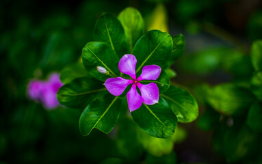 purple flower in the garden