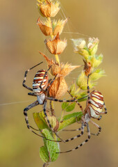 Beautiful spider feasting grasshopper on a spider web . Beautiful spider on a spider web 