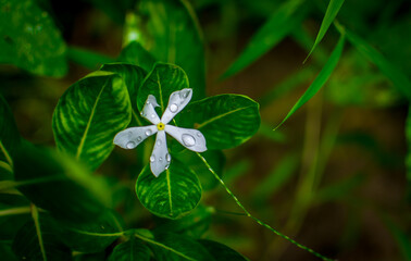Dew on White Bright eyes flower