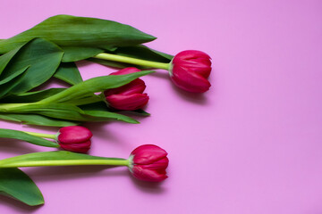 Tulipanes rosas sobre fondo rosa 