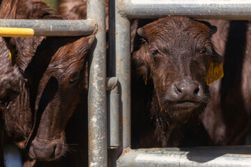 asian baby murrah buffalo or water buffalo in stables at local dairy farm. agriculture and farming concept