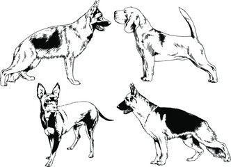 vector drawings sketches pedigree dogs in the racks drawn in ink by hand , objects with no background