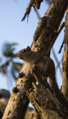 little cute palm squirrel sits on a tree branch
