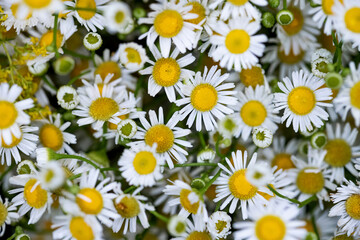 Fototapeta premium background of white daisies