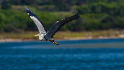 Great Blue Heron flying in South Africa.