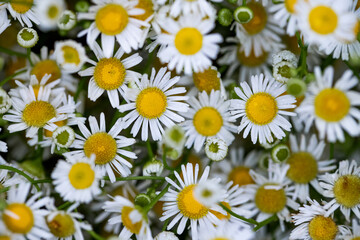 Obraz premium background of white daisies