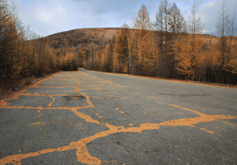 A back road partially covered with dry larch needles and autumn forest. Taiga of the Amur region. 