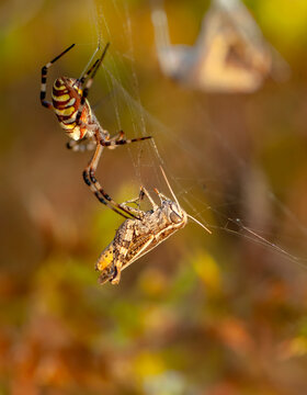 Beautiful spider feasting grasshopper on a spider web . Beautiful spider on a spider web 