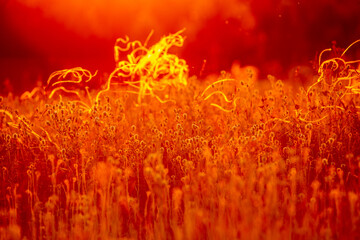 Fototapeta na wymiar steppe feather grass in the rays of the setting sun, the foreground and background is blurred