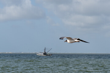 Birds flying around at a local Texas beach.