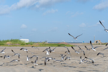 Birds flying around at a local Texas beach.