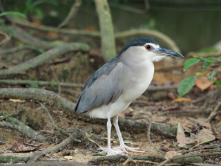 Black-crowned night heron alone on the ground 