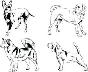 vector drawings sketches pedigree dogs and cats  drawn in ink by hand , objects with no background