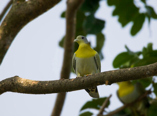 A wild bird on the branch of a tree at morning .