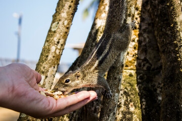 little cute palm squirrel sits on a tree branch
