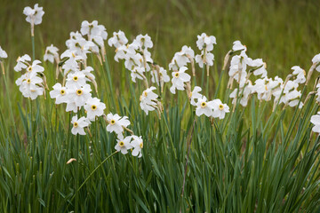 Obraz na płótnie Canvas White daffodils in a field