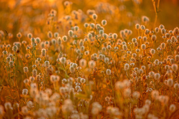 white clover flowers in the rays of the setting sun close up, the background is blurred