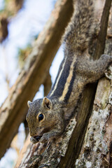 little cute palm squirrel sits on a tree branch