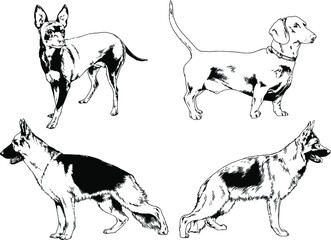 vector drawings sketches pedigree dogs and cats  drawn in ink by hand , objects with no background