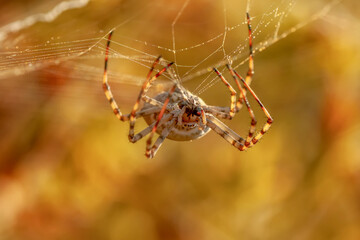 Beautiful spider feasting grasshopper on a spider web . Beautiful spider on a spider web 