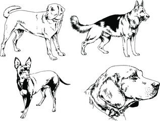 vector drawings sketches pedigree dogs and cats  drawn in ink by hand , objects with no background